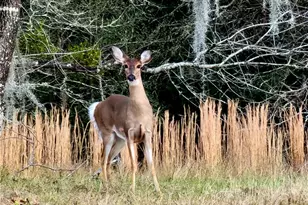 8863 S Evans Ave, Inverness, FL 34452 - Photo 58