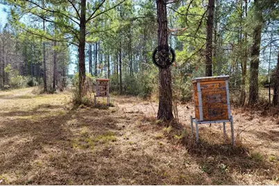 60 Acres NW Clyatt Road, Chiefland, FL 32626 - Photo 6