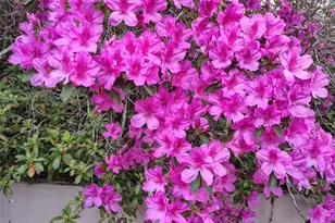 9520 N Holyoak Terrace, Dunnellon, FL 34433 - Photo 84