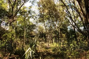 0 NE 126th Ct, Williston, FL 32696 - Photo 1