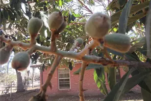 17051 SE 61st Pl, Ocklawaha, FL 32179 - Photo 24