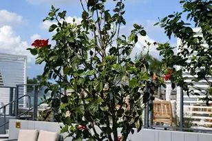 400 Central Ave, Saint Petersburg, FL 33701 - Photo 34