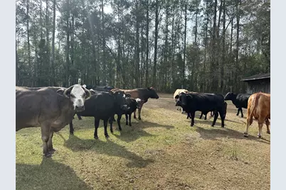 10550 NW 115th Avenue, Reddick, FL 32686 - Photo 4