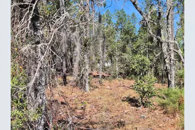 00 NE 137th Avenue, Williston, FL 32696 - Photo 6