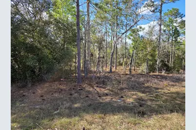 Tbd NE 14th Place, Williston, FL 32696 - Photo 2