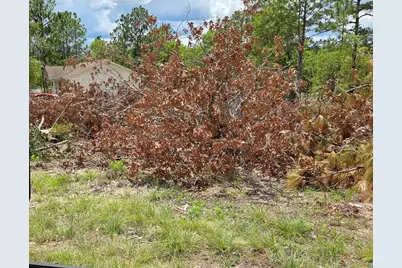 Tbd NE 14th Place, Williston, FL 32696 - Photo 2