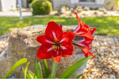 8090 SW 81st Loop, Ocala, FL 34476 - Photo 36