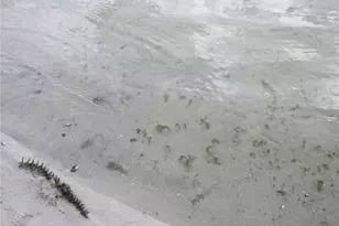 2380 SE 174th Ct, Silver Springs, FL 34488 - Photo 80