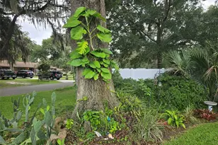 2043 NE 43rd St, Ocala, FL 34479 - Photo 62