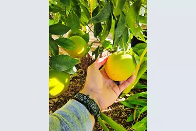 2043 NE 43rd Street, Ocala, FL 34479 - Photo 88