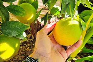 2043 NE 43rd St, Ocala, FL 34479 - Photo 88