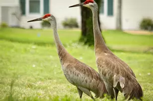 11273 SW 136th Pl, Dunnellon, FL 34432 - Photo 76