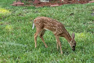 11273 SW 136th Pl, Dunnellon, FL 34432 - Photo 78