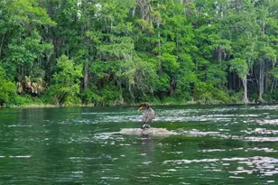 19660 SW 83rd Place Rd, Dunnellon, FL 34432 - Photo 82