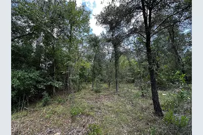 12930 NE 15th Street, Williston, FL 32696 - Photo 6