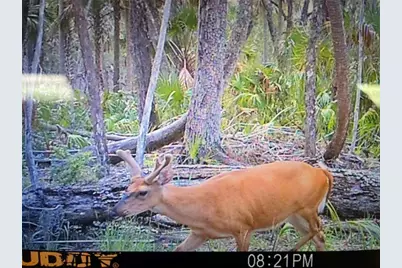 0 SE Bee Tree Rd, Gulf Hammock, FL 32639 - Photo 8