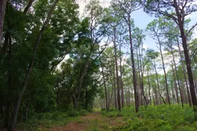 15299 NE 238th Street, Fort Mc Coy, FL 32134 - Photo 30