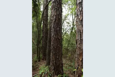 Tbd SE 55th Street, Morriston, FL 32668 - Photo 6
