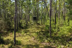 375 Buck Springs Rd, Palatka, FL 32177 - Photo 6