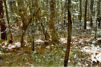 00 Old Federal Road, Quincy, FL 32351 - Photo 62