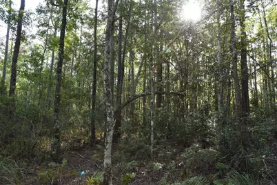 Off NE 212th St., Fort Mc Coy, FL 32134 - Photo 40