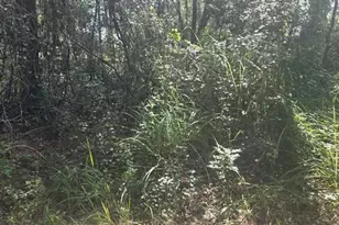 Tbd SE 136th Ln, Belleview, FL 34420 - Photo 1