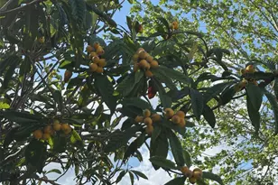 6107 Grand Oaks Dr SE, Winter Haven, FL 33884 - Photo 48