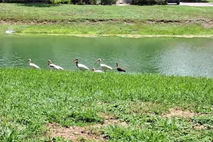 7201 Country Club Dr, Lake Wales, FL 33898 - Photo 52