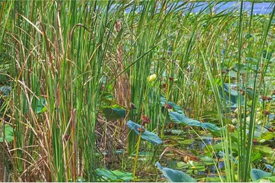 0 Jennings Fish Camp Road, Lake Wales, FL 33898 - Photo 18