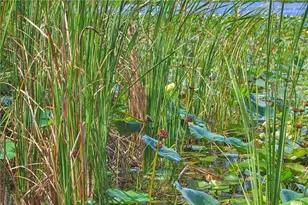 0 Jennings Fish Camp Rd, Lake Wales, FL 33898 - Photo 18