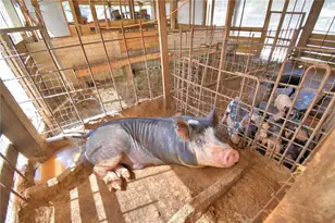 715 Fazzini Rd, Babson Park, FL 33827 - Photo 76