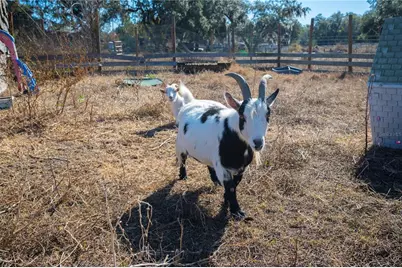 6531 Durant Road, Plant City, FL 33567 - Photo 28