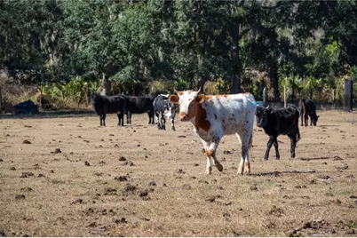 6531 Durant Road, Plant City, FL 33567 - Photo 36