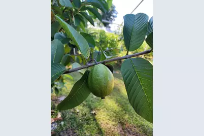 3510 Walk in Water Road, Lake Wales, FL 33898 - Photo 10