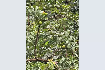 Caniaco Rio Abajo Strd 123, 8201 Sector Vendrel, Utuado, PR 00641 - Photo 16