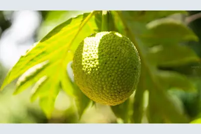 4428 Km 3.1 Int, Lares, PR 00669 - Photo 28