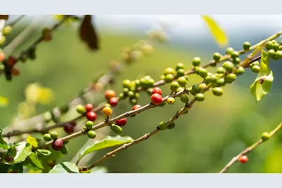 4428 Km 3.1 Int, Lares, PR 00669 - Photo 30