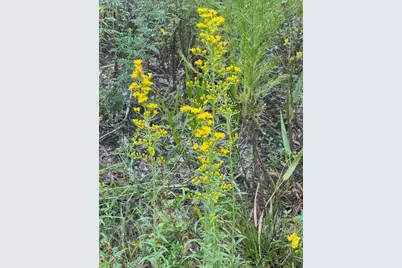 Tbd NW 27th Place, Chiefland, FL 32626 - Photo 14