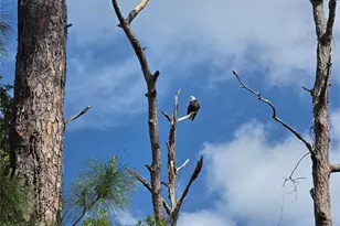 3853 Stratfield Dr, New Port Richey, FL 34652 - Photo 22