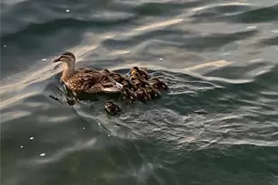 5915 Sea Ranch Dr, Hudson, FL 34667 - Photo 46