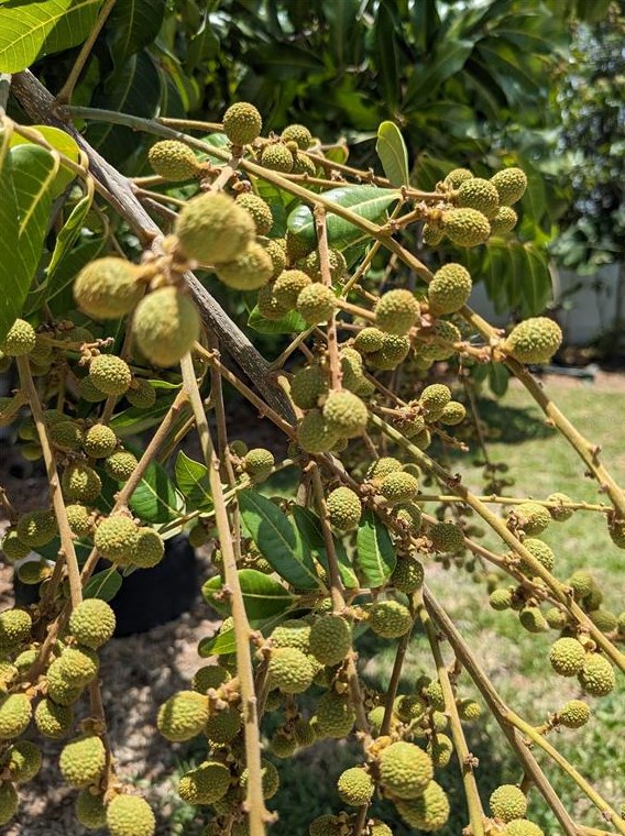 918 Cannes Dr, Kissimmee FL 34759-3815 exterior