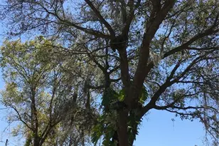 539 Libby Rd, Babson Park, FL 33827 - Photo 68