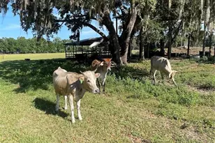 12290 SW 484 Hwy, Dunnellon, FL 34432 - Photo 16