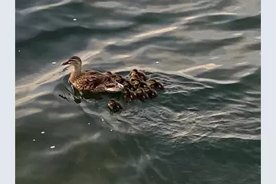 6009 Sea Ranch Drive #608, Hudson, FL 34667 - Photo 76