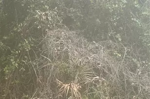 SE 105 Pl, Ocklawaha, FL 32179 - Photo 1