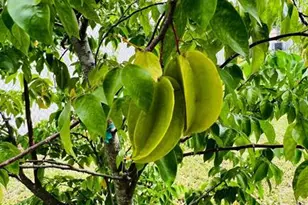 626 Baldwin Dr, Kissimmee, FL 34758 - Photo 14