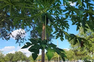 386 Cello St, Davenport, FL 33896 - Photo 22