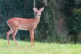 543 Via Vitale Ct, Kissimmee, FL 34759 - Photo 68