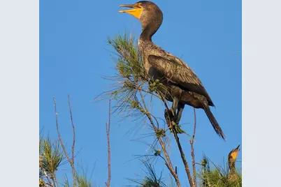 6009 Sea Ranch Drive #804, Hudson, FL 34667 - Photo 60