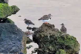 6009 Sea Ranch Dr, Hudson, FL 34667 - Photo 74